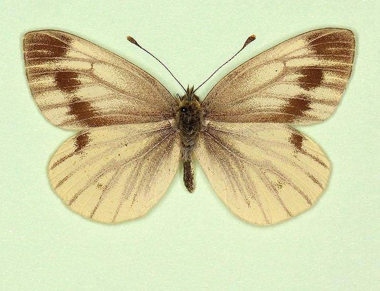 Pieris napi female (aberrant form fuscosignata + magnomaculata) (Internet Image property of respective owner, non-commercial use only)